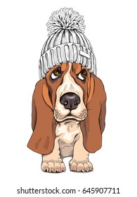 Puppy Basset Hound in a Knitted Cap with pompom. Vector illustration.