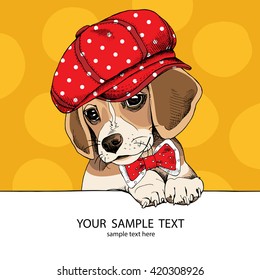 Puppy Beagle in a cap and in a tie. Vector illustration.