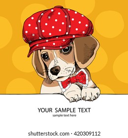 Puppy Beagle in a cap and in a tie. Vector illustration.