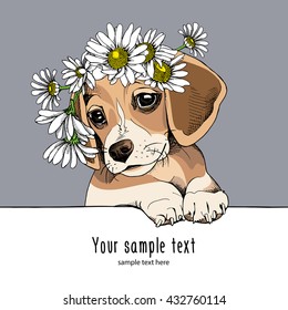 Puppy Beagle in a Chamomile crown. Vector illustration.