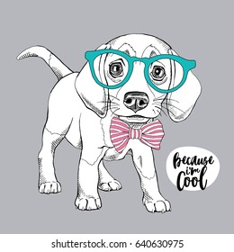 Puppy Beagle in a glasses and with a bow tie. Vector illustration.