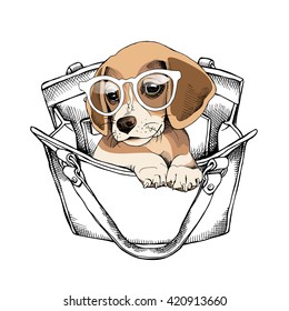 Puppy Beagle in a glasses and in a woman's bag. Vector illustration.