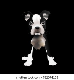 Puppy Boston Terrier