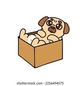 A puppy in a box. A cute pug is lying belly up
