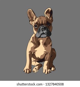 Puppy Bulldog colored. Vector illustration. T-shirt composition, hand drawn style print. - Vector