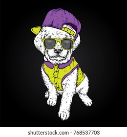 Puppy in a cap and shirt. Vector illustration for a postcard or a poster, print for clothes. Cute dog. Labrador. Clothes and accessories.