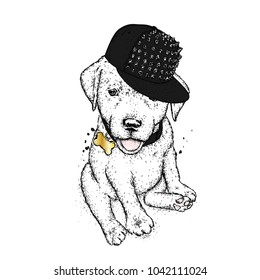 Puppy in a cap. Vector illustration for a postcard or a poster, print for clothes. Cute dog. Labrador. Clothes and accessories.