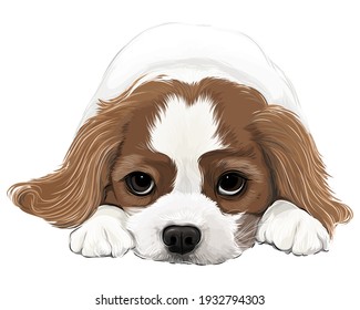 A puppy cavalier king Charles spaniel dog vector art