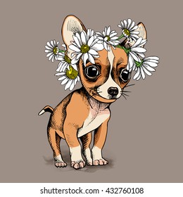 Puppy Chihuahua in a Chamomile crown on beige background. Vector illustration.