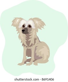 Puppy, Chinese Crested