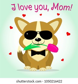 Puppy Corgi keeps a pink tulip, cartoon style. Congratulations. Happy Mother's Day.