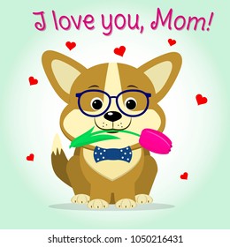 Puppy Corgi keeps a pink tulip, cartoon style. Congratulations. Happy Mother's Day.