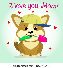 Puppy Corgi keeps a pink tulip, cartoon style. Congratulations. Happy Mother's Day.