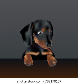 Puppy Dachshund at the table