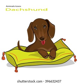 Puppy dog of breed Dachshund. The puppy is on the pillow.