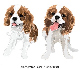 The puppy dog cavalier king charles spaniel isolate vector art 2 actions