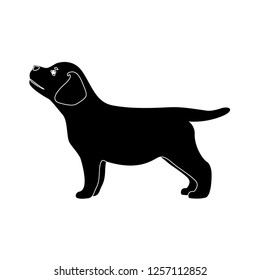 puppy, dog (Labrador Retriever) on white background