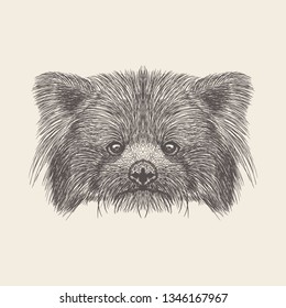 Puppy face Illustration of hand drawn design.