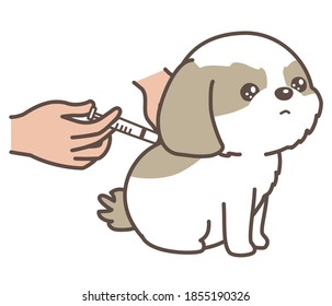 
The puppy gets injection. white background. Shih Tzu.