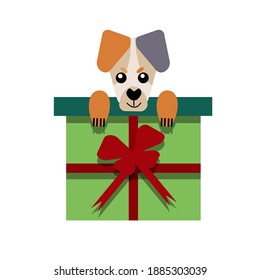 A puppy as a gift. Vector icon portrait of a small dog looking out of a box, drawn in the flat style. Cute Jack Russell Terrier  puppy. Vector illustration in cartoon style. 