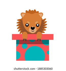 A puppy as a gift. Vector icon portrait of a small dog looking out of a box, drawn in the flat style. Cute Pomeranian  puppy. Vector illustration in cartoon style. Toy dog
