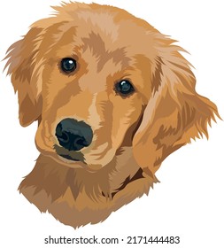 Puppy of a golden labrador retriever. Dog portrait. Vector illustration