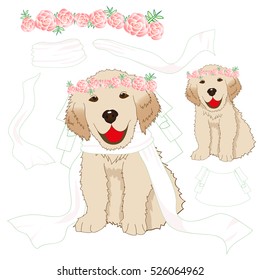 Puppy Golden Retriever Bride with Crown Pink Rose Flower, White Veil. Baby Dog Labrador Valentine Day. Vector Illustration. isolated on white Background.