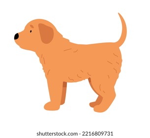 Puppy of Golden Retriever. The pet stands looking away. Side view of the dog