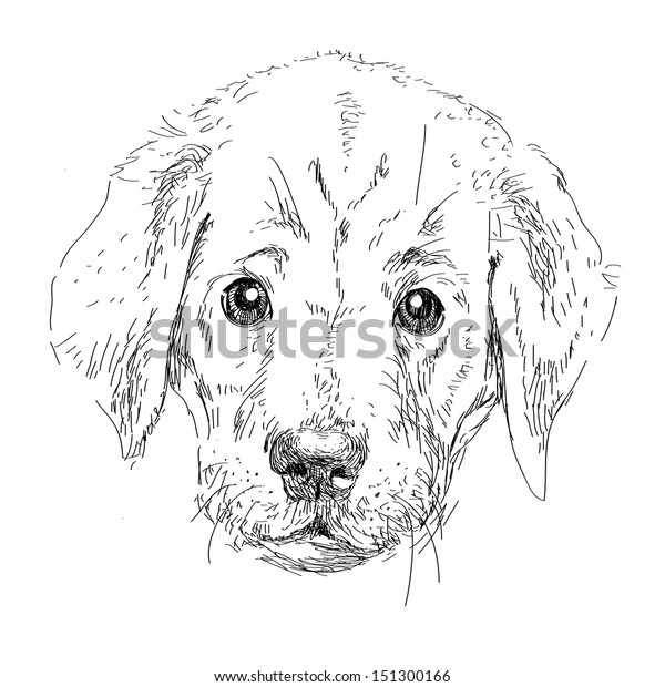 Puppy Labrador Head Isolated Vector Stock Vector (Royalty Free) 151300166