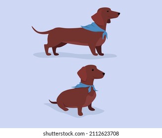 Puppy Pet Dog breed dachshund with a bandana standing and sitting posture