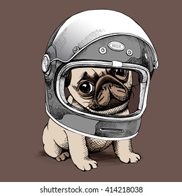 Puppy Pug in a Racer Helmet. Vector illustration.