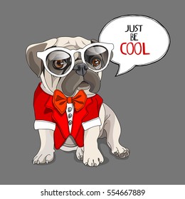 Puppy Pug in a red Tuxedo collar and in the glasses on a gray background. Vector illustration.