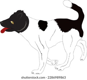 Puppy reeling in black and white with a white pointed tail