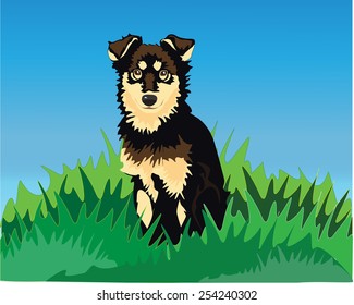puppy sitting on the grass