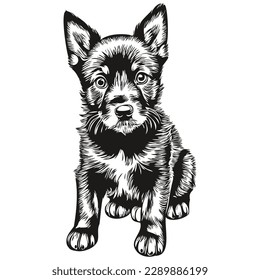 puppy sketches, outline with transparent background, hand drawn illustration puppies
