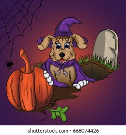 Puppy takes a pumpkin from the grave