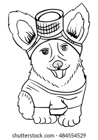 Puppy Welsh Corgi Pembroke 