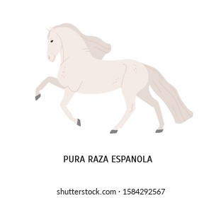 Pura Raza Espanola flat vector illustration. Thoroughbred spanish horse, andalusian equine, pedigree hoss. Beautiful white steed, hoofed animal, mammal isolated on white background.