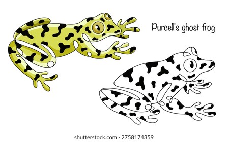 Purcell's ghost frog. Drawn in color and simply with a line, two slender amphibians with an elongated body, long thin legs and a slightly flattened head. Vector illustration.