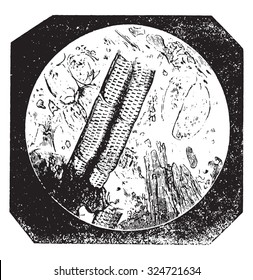 Pure chicory with large cells and vessels scratched, vintage engraved illustration. Industrial encyclopedia E.-O. Lami - 1875.
