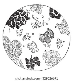 Pure chocolate seen under a microscope, vintage engraved illustration. Magasin Pittoresque 1867.