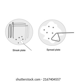 The pure culture technique: Streak and Spread plate with sterilize loop and cell spreader for isolation and identification of pathogen (Virus, bacteria, fungi, etc.)