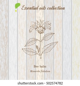 Pure essential oil collection, bee balm. Wooden texture background. Vector illustration
