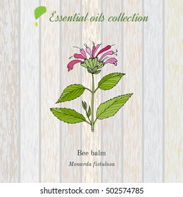 Pure essential oil collection, bee balm. Wooden texture background. Vector illustration