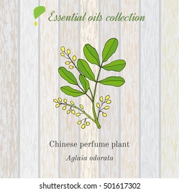 Pure essential oil collection, chinese perfume plant, aglaia odorata. Wooden texture background. Vector illustration