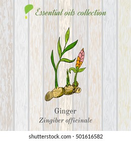 Pure essential oil collection, ginger. Wooden texture background. Vector illustration