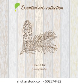 Pure essential oil collection, grand fir. Wooden texture background. Vector illustration