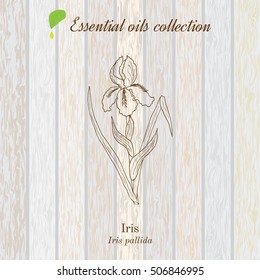 Pure essential oil collection, iris. Wooden texture background. Vector illustration