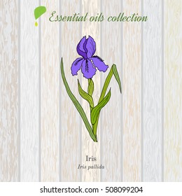 Pure essential oil collection, iris. Wooden texture background. Vector illustration