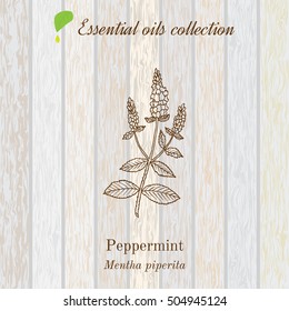 Pure essential oil collection, peppermint. Wooden texture background. Vector illustration